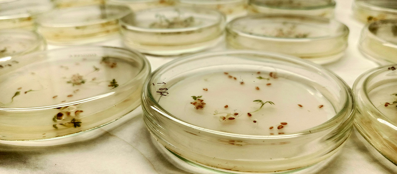 carousel